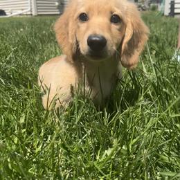 Dachshund Puppies from Zacha’s Doxie House