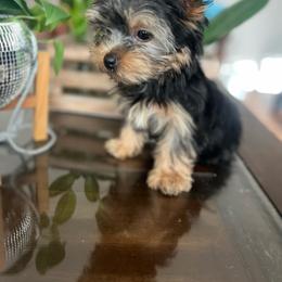 Bugatti - Black and tan male Yorkshire Terrier puppy in Riverside, California from Empire Yorkies