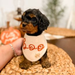 Mateer - Tri-color male Cavapoo puppy in Colcord, Oklahoma from Copper Lane Aussies, Doodles & Cavapoos