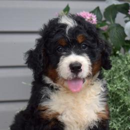 Harbor - Tri-color male Bernedoodle puppy in Honey Brook, Pennsylvania from Green Ridge Puppies