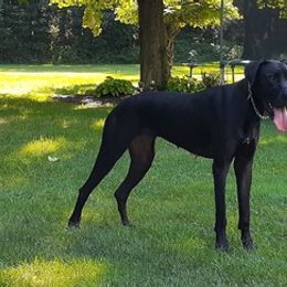 Belgian Malinois and Great Danes from Dream K9