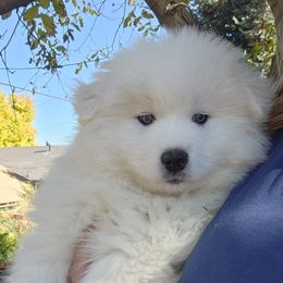 Samoyed Puppies from Happy Valley Sammies