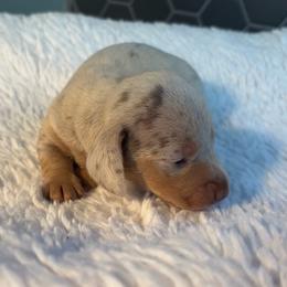 Rigatoni - Dapple male Dachshund puppy in Scottdale, Pennsylvania from Our Sweet Dachshund Farm