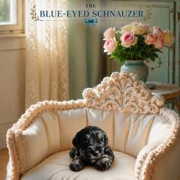 Luna - Black and silver female Miniature Schnauzer puppy in Winter Haven, Florida from The Blue Eyed Schnauzer