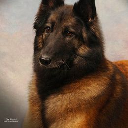 Belgian Tervuren All Grown Up from Coyote Run Tervuren