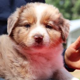 "Rose" - Red merle Australian Shepherd puppy in Noxon, Montana from MITIN Aussies AKC Standard Australian Shepherds