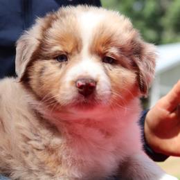 "Rose" - Red merle Australian Shepherd puppy in Noxon, Montana from MITIN Aussies AKC Standard Australian Shepherds