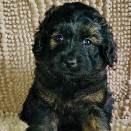Ant - Phantom male Goldendoodle puppy in Beecher, Illinois from Erica’s Doodles
