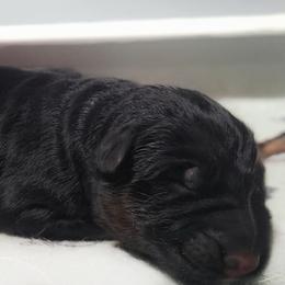 Black Collar - Male - Black and red male German Shepherd puppy in Charlotte, North Carolina from Zuflucht K9s