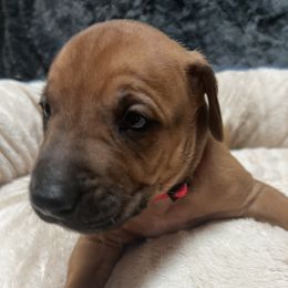 Rhodesian Ridgeback Puppies from blueridgebacks
