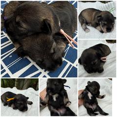 Miniature Schnauzer, Poodle, and Yorkshire Terrier Puppies from Ruby the poodle