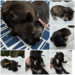 Miniature Schnauzer, Poodle, and Yorkshire Terrier Puppies from Ruby the poodle