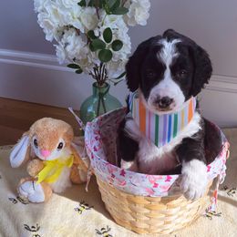 Bernedoodle Puppies from East Coast Bernedoodles
