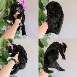 June Light Pink Collar - Black and white female Sheepadoodle puppy in Republic, Missouri from DOOD & Co