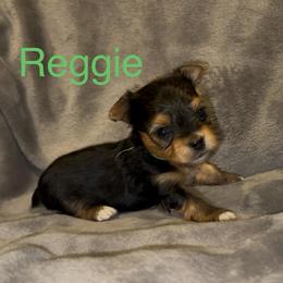 Reggie (runt of the litter) - Black & tan tri-color male Morkie puppy in Seneca, Missouri from M.Y. Morkies and Yorkies