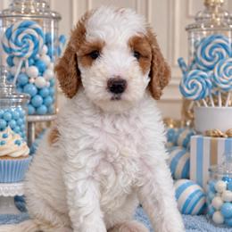 Rhette - Parti male Goldendoodle puppy in Yuciapa, California from AlltheDoodlez_