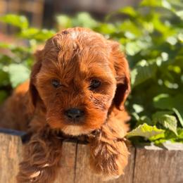 Daisy - Red female Cavapoo puppy in California from Tinkerpups