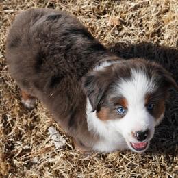 Blue Merle 1 - Blue merle male Miniature Australian Shepherd puppy in Lawton, Oklahoma from Lindsey’s Aussies