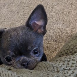 John $3200 - Blue Chihuahua puppy in Maryland from A & O Cherished Chihuahuas