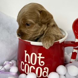 Girl 2 - Caramel ice female Australian Labradoodle puppy in Easley, South Carolina from Royal Diamond Labradoodles