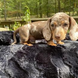 Dachshund Puppies from Doxie Dapples