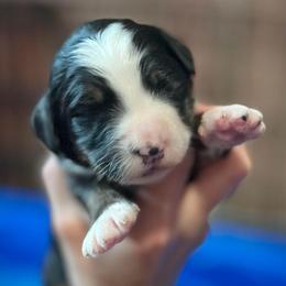 Stars - Tri-color female Bernedoodle puppy in Kansas City, Missouri from Beary GoldenDoodles