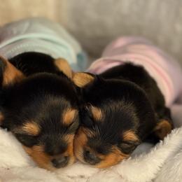 Eli May - Black and gold female Yorkshire Terrier puppy in Tyler, Texas from YorkiStars