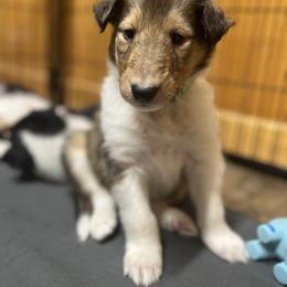 Collie Puppies from Jolly Collies