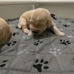 Mr. Black (Prince Aladdin) - Golden male Golden Retriever puppy in Umatilla, Florida from AT Marvelous Kennels