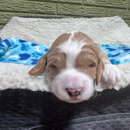 Sunny - Apricot male Goldendoodle puppy in Carmichaels, Pennsylvania from JensenBelle Doodles