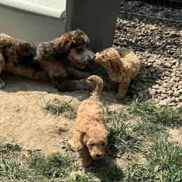 Bordoodle and Poodle Puppies from Poo's Doo's & Inu's