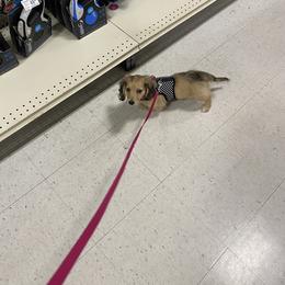 Dachshund Puppies from Meadow Ridge Dachshunds