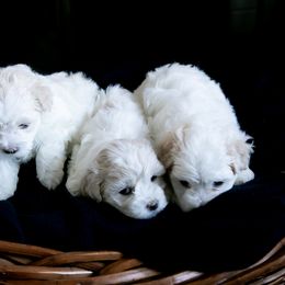 Maltipoo Puppies from Dorothy Bunch's Maltipoos