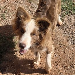 Halo - Red female Border Collie puppy in Newalla, Oklahoma from Roughstock Border Collies and Dachshunds