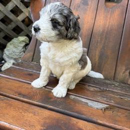 Nova - Merle-sable female Saint Berdoodle puppy in Traverse City, Michigan from Bare Paws Saint Berdoodles