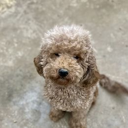 Fannie - Goldendoodle