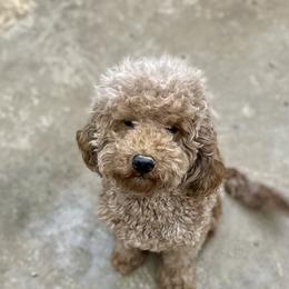 Fannie - Goldendoodle