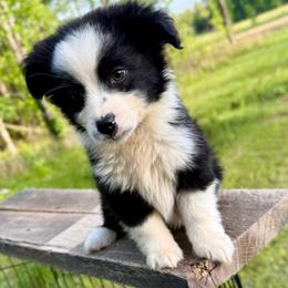 Blaze - Black & white male Miniature Australian Shepherd puppy in Michie, Tennessee from Acton Aussies