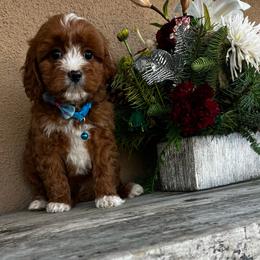 Rudy - Red male Cavapoo puppy in Los Angeles, California from Myles Barnum