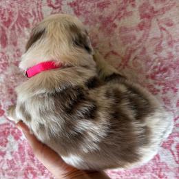 Pink - Red merle female Australian Shepherd puppy in Fontana, California from J.O Family Aussies