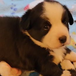 Cardigan Welsh Corgi Puppies from Dragonfly Cardigan Welsh Corgis