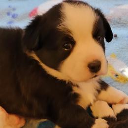 Cardigan Welsh Corgi Puppies from Dragonfly Cardigan Welsh Corgis