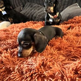 Dachshund Puppies from Boise Best Mini Dachshunds