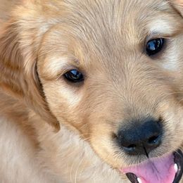 Blue Boy - Golden Golden Retriever puppy in Tulsa, Oklahoma from Triple J Goldens, LLC