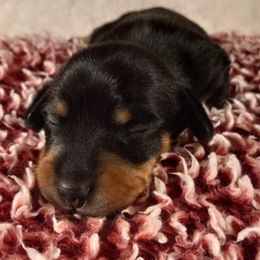Dachshund Puppies from Jana Rae's