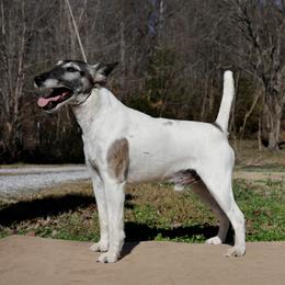 Jessie - White tan and black male Smooth Fox Terrier puppy in Gentry, Arkansas from Mardel Robeson of Mulberry Hollow Whippets