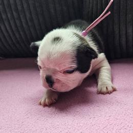 Boston Terrier puppies from Tellier's AKC Boston Terriers Missouri