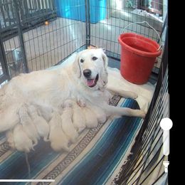 Fire star - Light golden female Golden Retriever puppy in Colorado Springs, Colorado from Sharp Guardians and Goldens