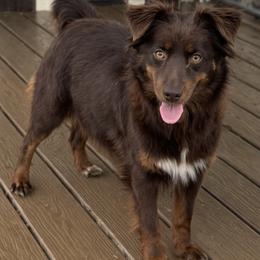 Candy - Toy Australian Shepherd
