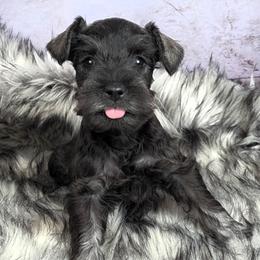 Gus - Salt and pepper male Miniature Schnauzer puppy in Coarsegold, California from Halo Schnauzer